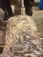 6월4일 한치 조황입니다 사진