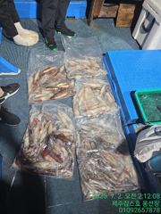 7월1일 제주 잡스호 한치낚시 조황입니다 사진
