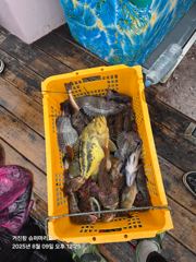 락피쉬조항 오전 사진
