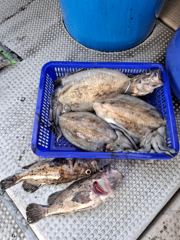 오늘의조과 사진