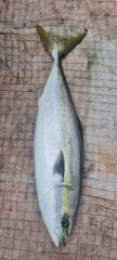 [통영에메랄드호] 방어 부시리 대삼치 난리 대환장 파티 사진