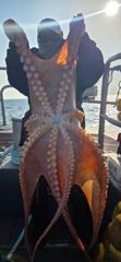 2월 21일 문어 조항 사진