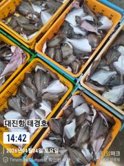 어구가자미 사진