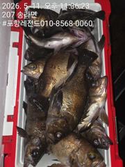 볼락외줄 호조황 사진