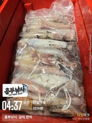 한치세자리수 호조황  갈치도한치도 수온급상승 토.일 월 매일 출조
