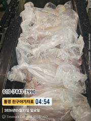 친구야가자호)한치피딩걸리네요 던지면나옵니다 한치 예약중~~