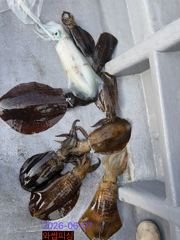 산란무늬 성공~!!