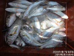 6월7일백조기 조황입니다 사진