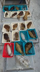 (유담호)9일  봄무늬캐스팅   마리수  사이즈굿 사진