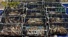17일"화살촉오징어" 망탱가득~ 느나느나~ (예약가능합니다)