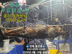 "화살촉오징어" 망탱가득~ 느나느나~ (예약가능합니다) 사진