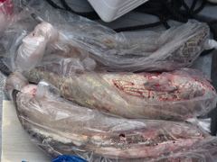 6월21일 민어조황 사진