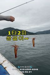 "화살촉오징어" 망탱가득~ 느나느나~ (오늘,예약가능합니다) 사진