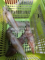 친구야가자호))한치다녀왔습니다. 바다에 한치가 버글버글 30까지는 갈치 1일부터 한치갑니다. 사진