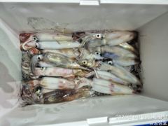 통영뉴명성호먼바다대포한치다녀왔습니다
