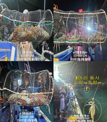 "화살촉오징어" 촉~촉~짧은피딩..!! (오늘,예약가능합니다) 사진