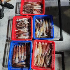 7월4일 제주엔에스호 한치 오징어 조황입니다 사진