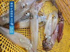 ＜＜통영 뉴명륜호＞＞ 대포한치!!! 히트히트!! 손맛좋고^^ (7/7화 5자리 예약가능) 사진