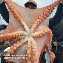 속초보스호 7/5 (일) 대(왕)문어조황...두분이서 타작을.. 사진
