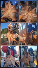 문어금어 사진