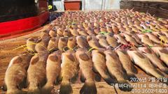 ♥ 붉바리들..이정도는 잡아봐야지요 대박 붉바리조황입니다[2026년07월21일] ◎ 해마루호가 뜨는이유? 조황때문이죠 ◎ 핵심포인트: 바로진입.. 바로히트.. ▣ 차원이 다른 조황으로 모십니다 ▣ 요즘 붉바리낚시가 대세입니다 사진