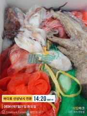 7월21일 문어 는 말 듣네요 사진