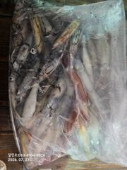 다대포 달인호 7월22일 한치 조황