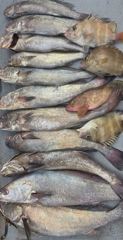 23일민어 조황 사진