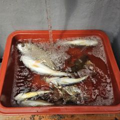 안면도 낚시체험 백조기 체험낚시 시원한 어닝 밑에서 하자! 사진