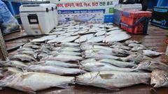 격포 블루스카이호 민어부터 다양하게 매우 푸짐합니다~~!!!!! 사진