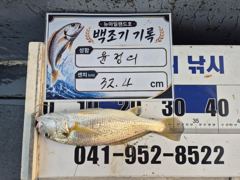 8월 1일 홍원항 뉴아일랜드호 백조기 왕중왕전 이벤트 조황! 순위권 변동 발생! 32.4cm 기록! 사진