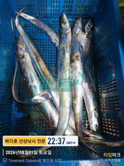 8월1일 왕갈치 조황내일 부터 자리여유~~ 사진