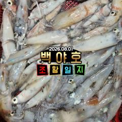 08.01 제주 백야호 한치 조황일지 사진