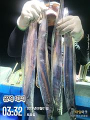 [갈치]대낯부터4지, 새벽반피딩,만쿨,반쿨(월요일,출항확정)