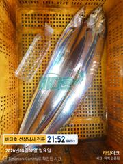 8월2일 출조 왕갈치 조황 ~~ 사진