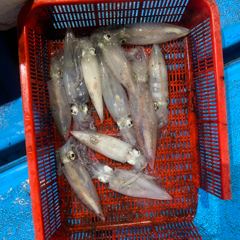 8월 3일 야간 한치낚시(반타임) 조황 사진