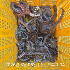 [사천] 암초 포인트 문어 씨알 사진