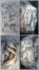 6일 백조기 부세 조황입니다 사진