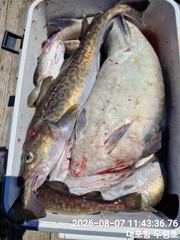 속초대포항 두령호 대구 조황입니다  사진