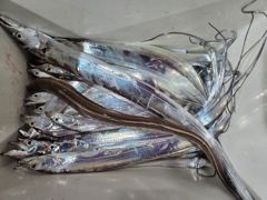 갈치 사진