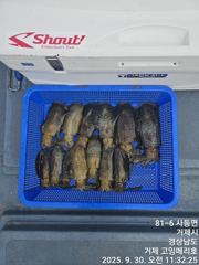 [거제] (무늬오징어)팁런에 반응 시즌 OPEN~고잉메리호 달립니다(13… 사진