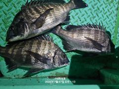 (FM 피싱호 ㅡ감성돔흘림)~내일 감성돔흘림 정상출조합니다 사진