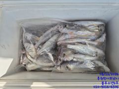 오늘의조황 - 8/12 블루오션2호 백조기&amp;amp;부세 조황!! 최대어 34cm!! - 홍원항 어부낚시 사진