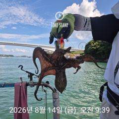 문어 장원 22마리! 사진