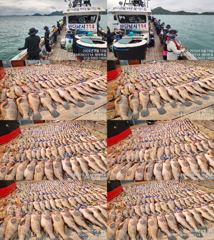 ♥붉바리들..이정도는 잡아봐야지요  초대박 붉바리조황입니다[2026년08월15일 ] ◎ 해마루호가 뜨는이유? 조황때문이죠 ◎ 핵심포인트: 바로진입.. 바로히트.. ▣ 차원이 다른 ... 사진