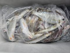 8월15일(토) 비엔나호 먼바다 백조기 조황 사진