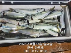 ★★ 8/16 [군산 대일피싱] 마루호 야간고등어  굿조황~! 바다에있는 모든 어종이 나옵니다~ 사진