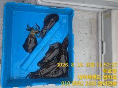 [동해,삼척] 묵호항 무늬오징어 사진
