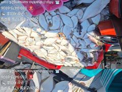 ◆◆17일.군산샤크호◆◆광어다운샷조황◆◆평일자리여유 사진