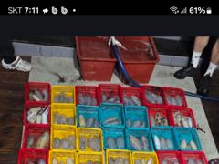 8월18일 무늬오징어조황입니다!!! 사진